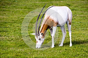 Scimitar-horned Oryx in the wild photo